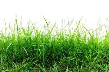 Obraz premium Popular Manila Grass Collection on White Background