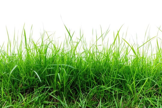 Popular Manila Grass Collection on White Background