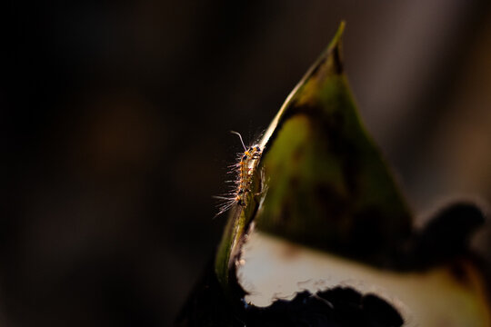 Lagarta paracles em um bambuzal