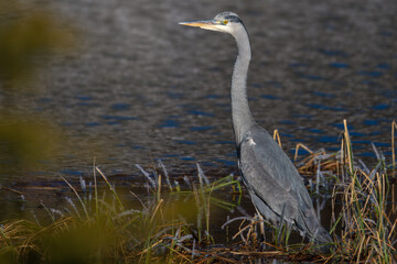 a grey heron is standing in a mountain lake and is looking for food at a sunny winter day