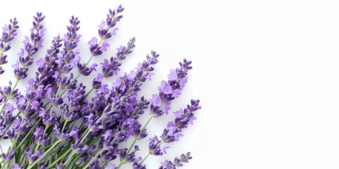 lavender Isolated White Background Copy Space Generative Ai