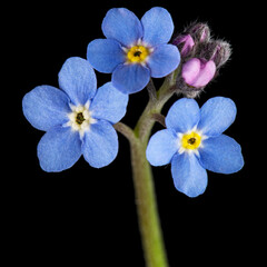 Blue flower of forget-me-not, lat. Myosotis arvensis, closeup, isolated on black background