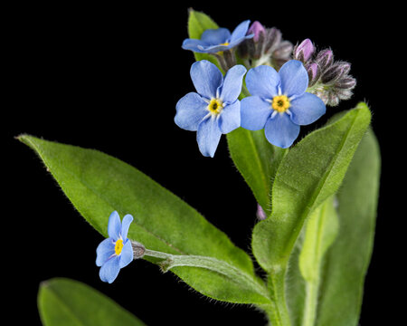 Blue flower of forget-me-not, lat. Myosotis arvensis, isolated on black background