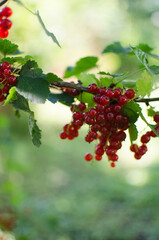 Ripe and juicy currant berries in summer for fresh juice