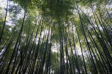 bamboo forest background