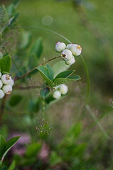 Lohina is a good product with vitamins for a healthy human