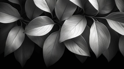 a black and white photo of a leafy plant with lots of leaves on the top of the leaves and bottom of the leaves.