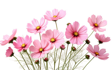 Summer Garden Pink Cosmos Flowers Isolated on Transparent Background PNG.