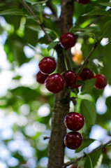 cherries, red and ripe cherries for healthy eating with vitamins and making juice