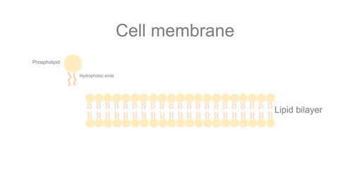 A picture represents the structure of cell membrane that shows lipid bilayer feature : Phospholipid and Hydrophobic end.