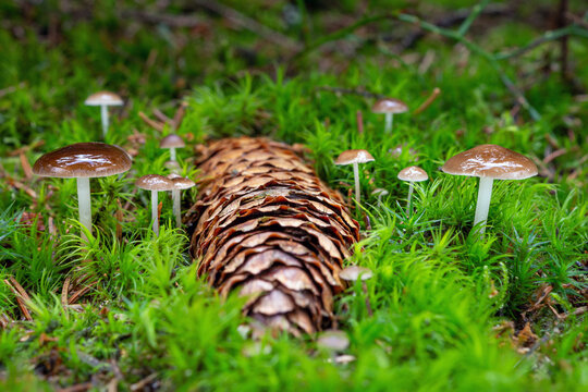 Spruce-cone cap (Strobilurus esculentus) is edible mushroom found in the spring on and around fallen spruce cones.