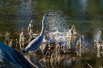 a grey heron is standing in a mountain lake and is looking for food at a sunny winter day