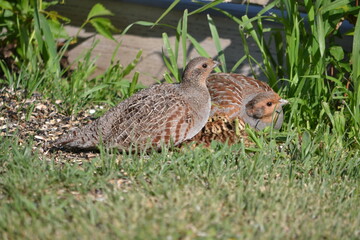 Grey Partridge Family