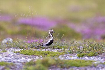 Golden plover on the ground