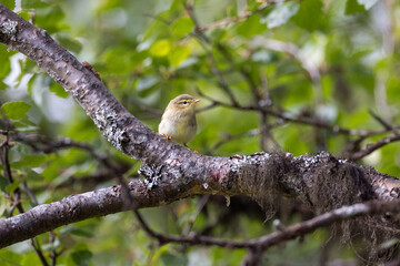 Willow warbler on a branch
