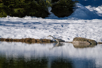 a grey heron is standing in a mountain lake and is looking for food at a sunny winter day