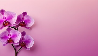Delicate Orchid Petals Floating on a Vibrant Gradient Background