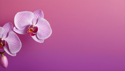 Fototapeta na wymiar Orchid Petal Background with Gradient
