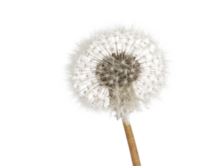 Summer flower on transparent background