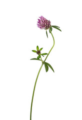Side view of pink clover aka Trifolium pratense flower on stem. Isolated cutout on a transparent background.