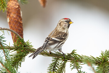 The Mealy redpoll bird in the spruce forest in winter on the snow