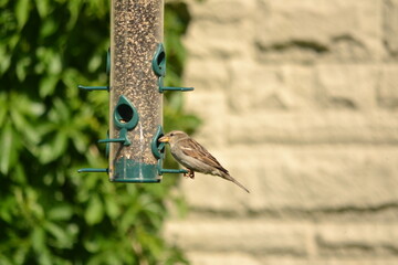 House Sparrow - female at feeder