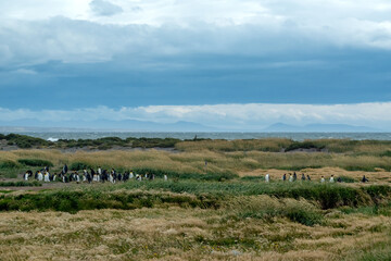 Colony of King penguins of ocean coastline in Chile