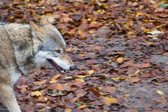 Wolf l&auml;uft durch herbstlichen Wald