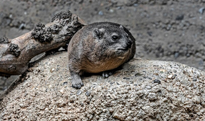 Rock hyrax also called rock badger and Cape hyrax. Latin name - Procavia capensis