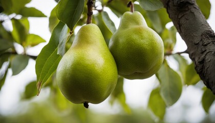 Two green pears hanging from a tree