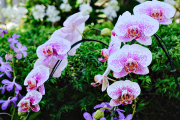 pink and white orchids, phalaenopsis Orchids