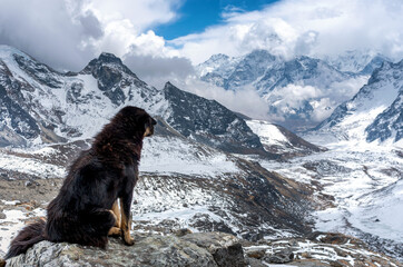 Dog against the background of Mountain scenery in Sagarmatha National Park, Nepal