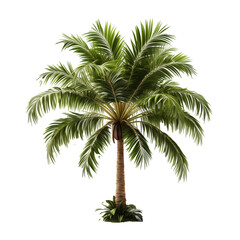 Palm on a transparent background.