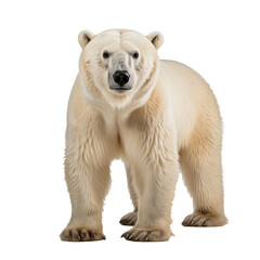 Fototapeta premium Polar bear on transparent background.