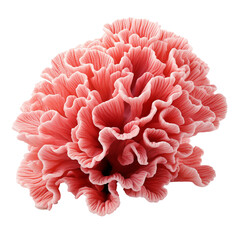 Red corals on a transparent background.