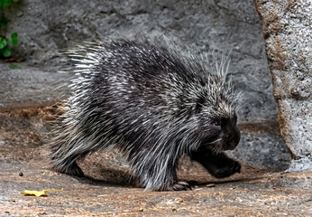 Walking north american porcupine. Latin name - Erethizon dorsatum