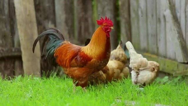 my beautiful cock and hens 