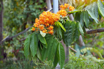 Asoke tree with reddish-yellow flowers When fully bloomed, it is red. Flowers and young shoots can be used as food and can be eaten as a vegetable. Soft and selective focus.