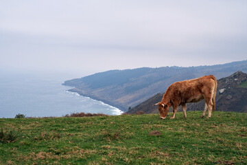 Wild cow grazing on the mountain next to the sea