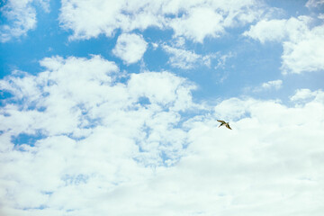 bird in the sky