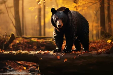 Foto op Canvas Black bear in the autumn forest.Wildlife scene from nature © Ovidiu