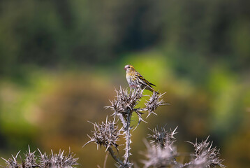 beautiful bird Siskin sitting on a thin branch