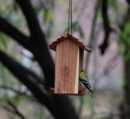 Lesser goldfinch eating at a wooden bird feeder