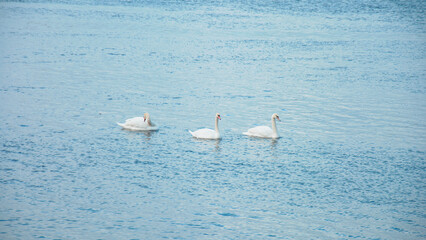 Beautiful white swans swim on the river