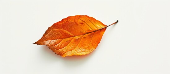 Fototapeta premium Vibrant Orange Dried Leaf on Clean White Background