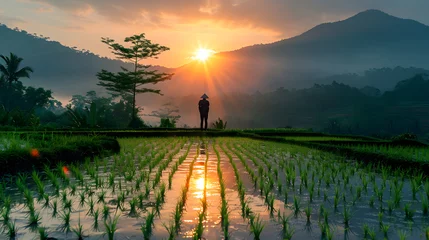 Selbstklebende Fototapeten Rice fields near the mountains. a farmer who looks at the crops and sees the scenery © muhammad