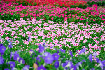 Obraz premium Flowers with different rows of flowerbeds.