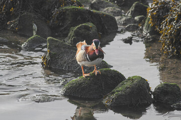 Mandarin duck in the Douro river during low tide