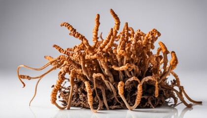 Obraz premium A bunch of brown twigs on a white background