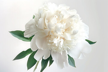 beautiful white peony flower a flower or bouquet in t - obrazy, fototapety, plakaty